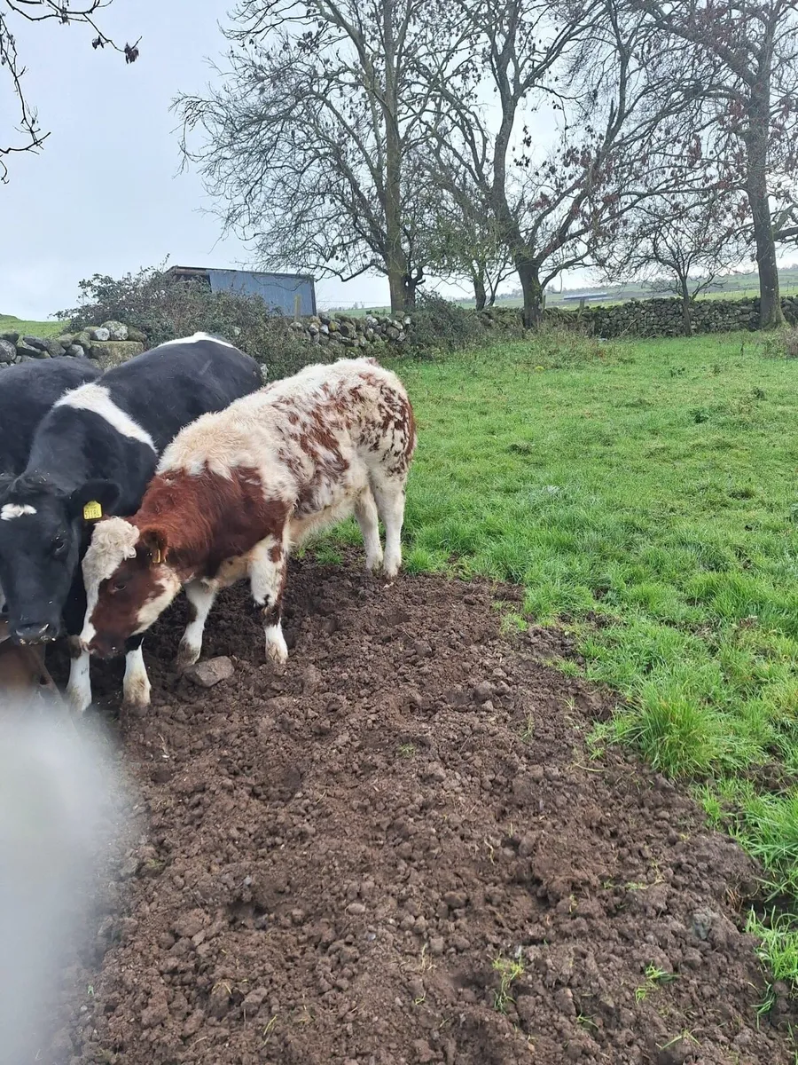 The Real Deal - Image 4