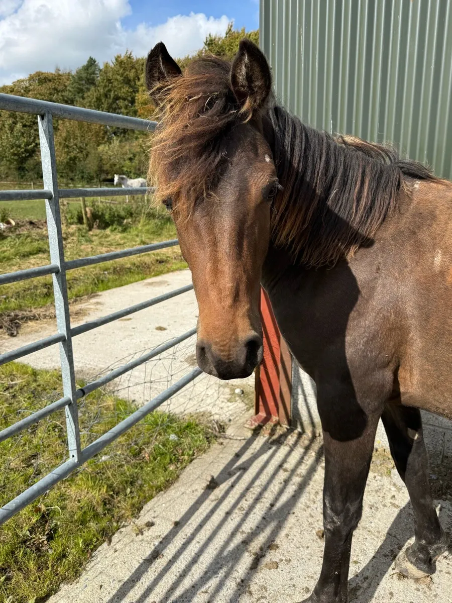 Quality rising 2yr - Image 2