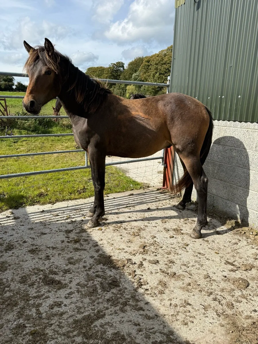 Quality rising 2yr - Image 4