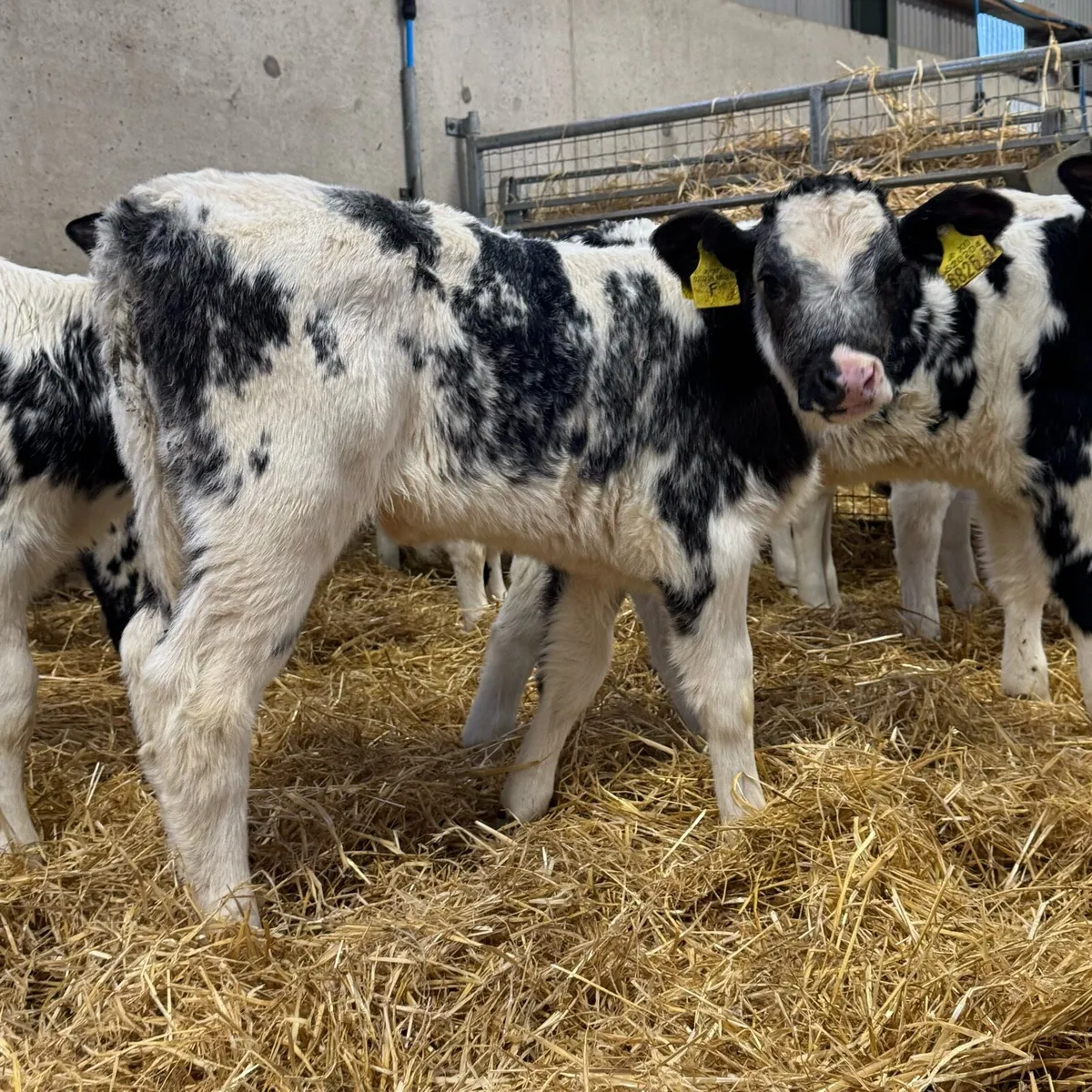 BB Heifers - Image 1