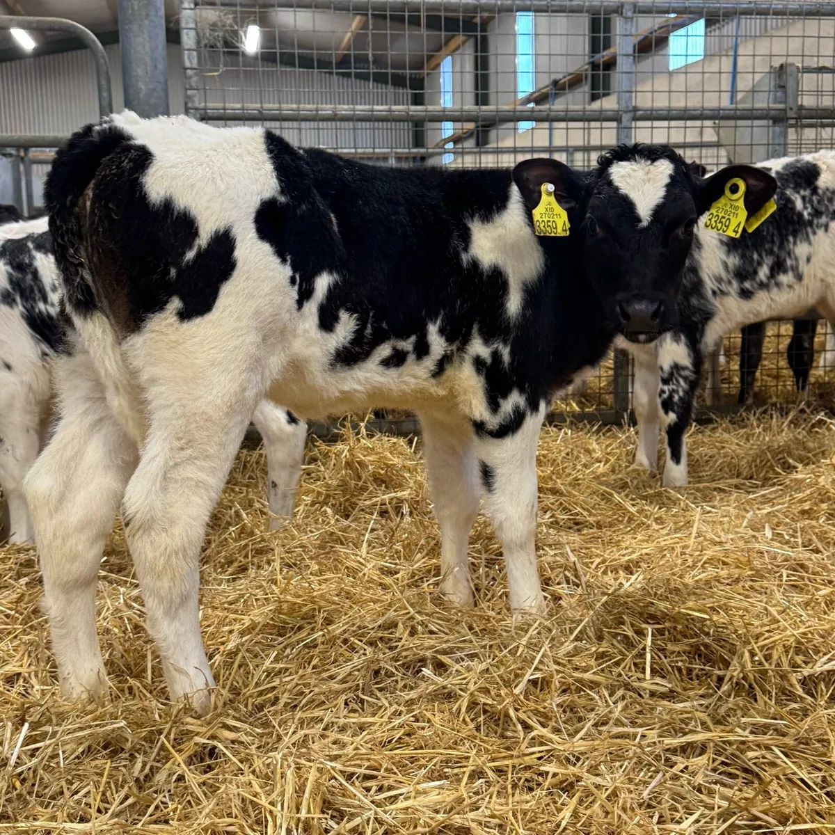 BB Heifers - Image 2