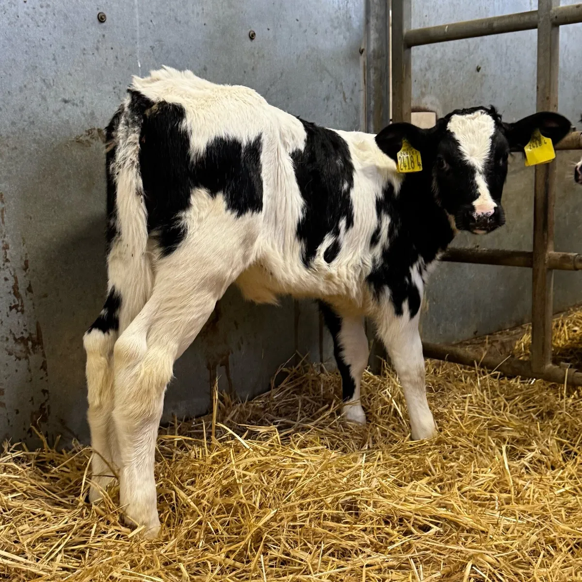 BB Heifers - Image 3