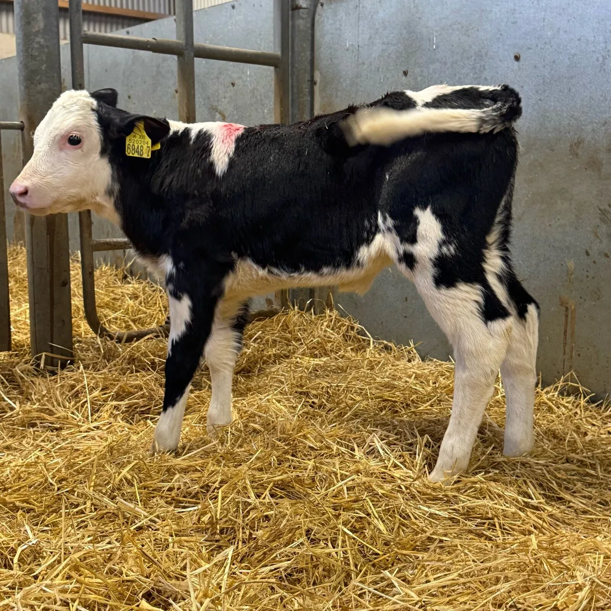 BB Heifers - Image 4