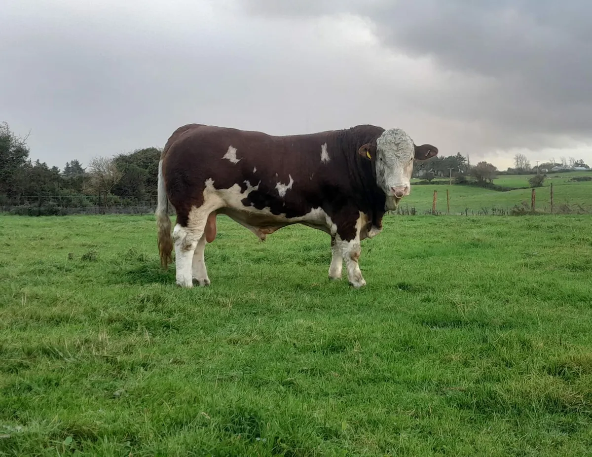Pedigree 5 Star Polled Bull - Image 1