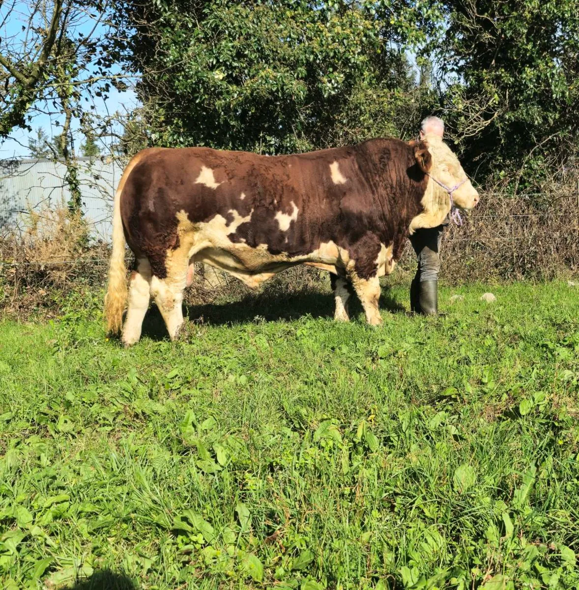 Pedigree 5 Star Polled Bull - Image 2