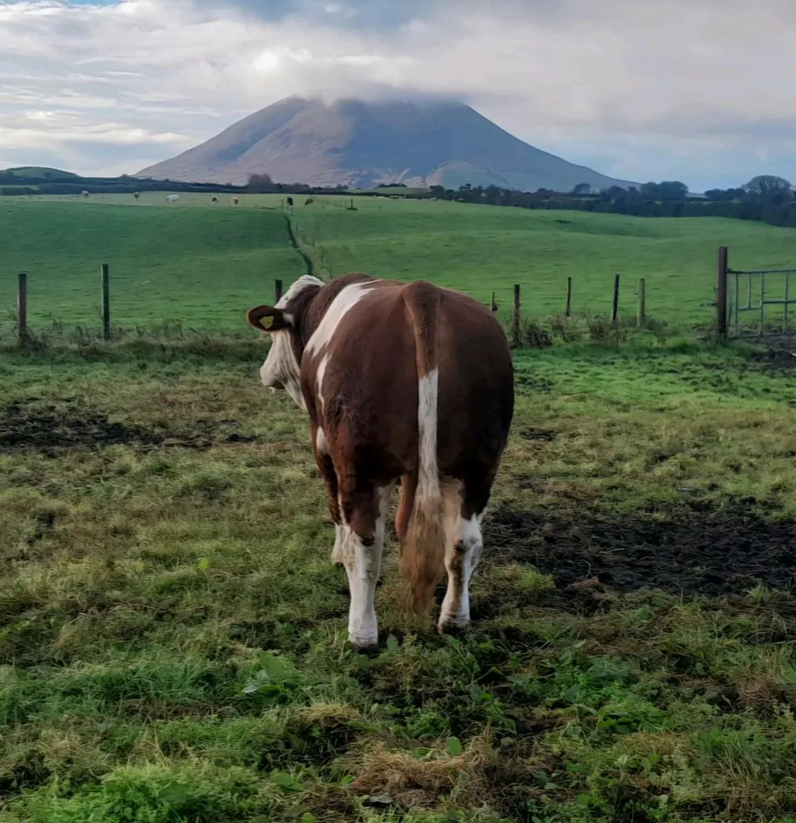 Pedigree 5 Star Polled Bull - Image 3