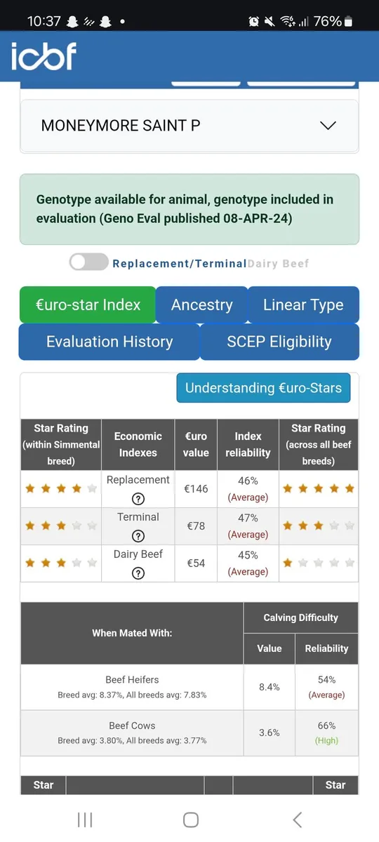 Pedigree 5 Star Polled Bull - Image 4