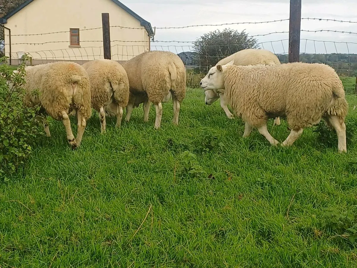 Texel rams - Image 3