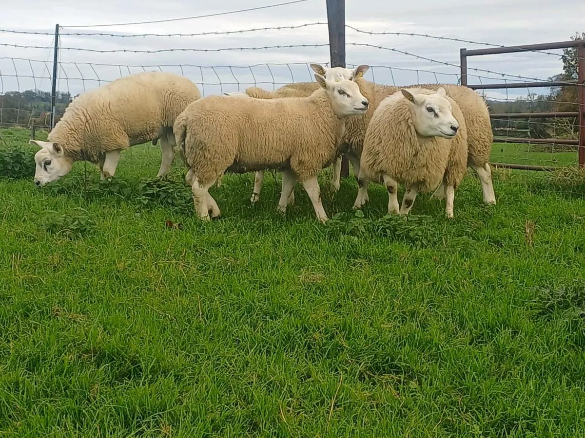 Texel rams - Image 4