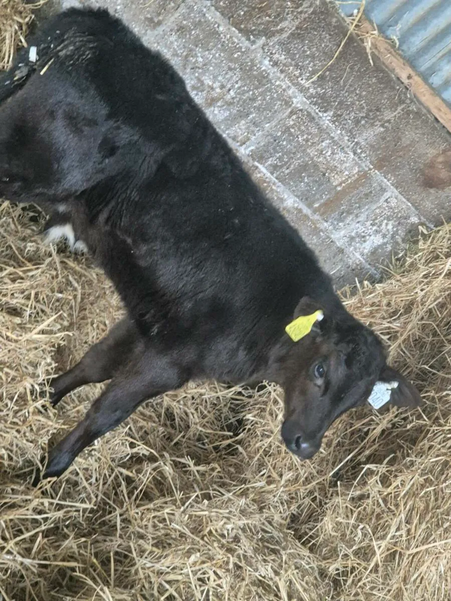 AA bull calf - Image 1