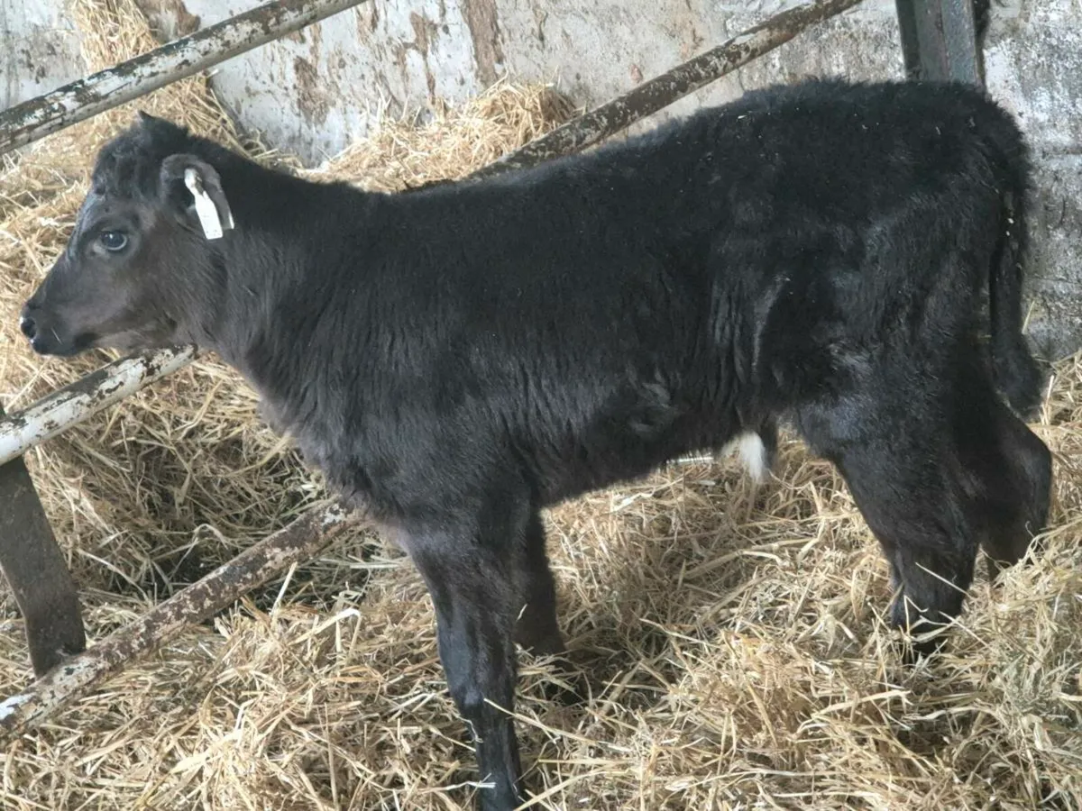 AA bull calf - Image 2
