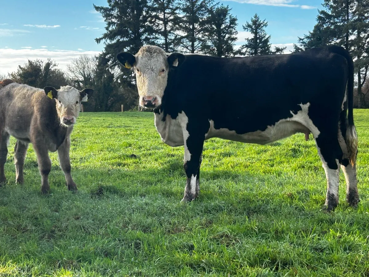 5 Star Cow And 5 Star Heifer Calf - Image 1