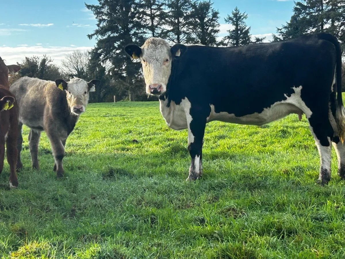 5 Star Cow And 5 Star Heifer Calf - Image 2