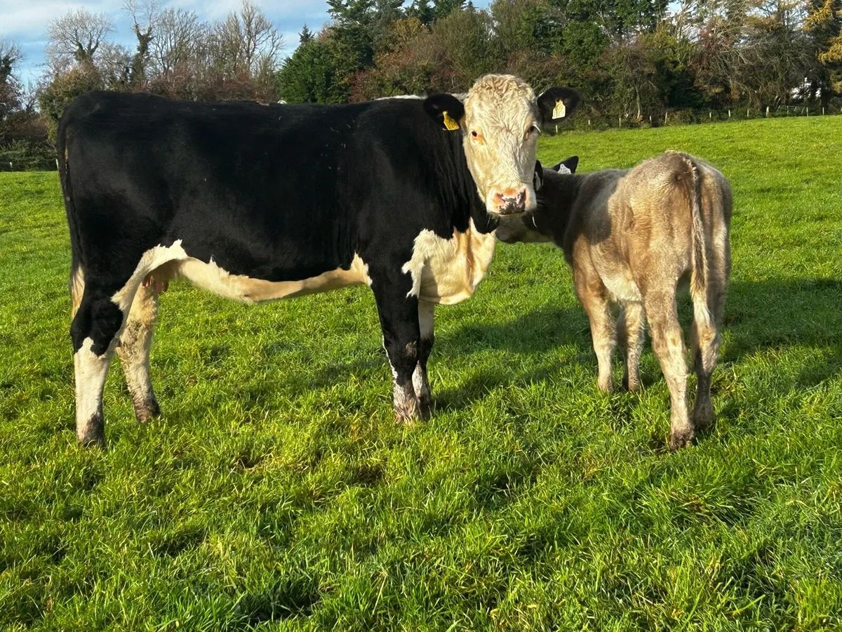 5 Star Cow And 5 Star Heifer Calf - Image 3