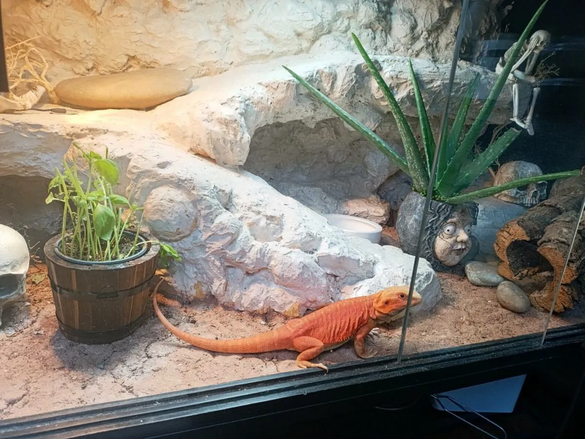 Bearded dragon with enclosure - Image 1