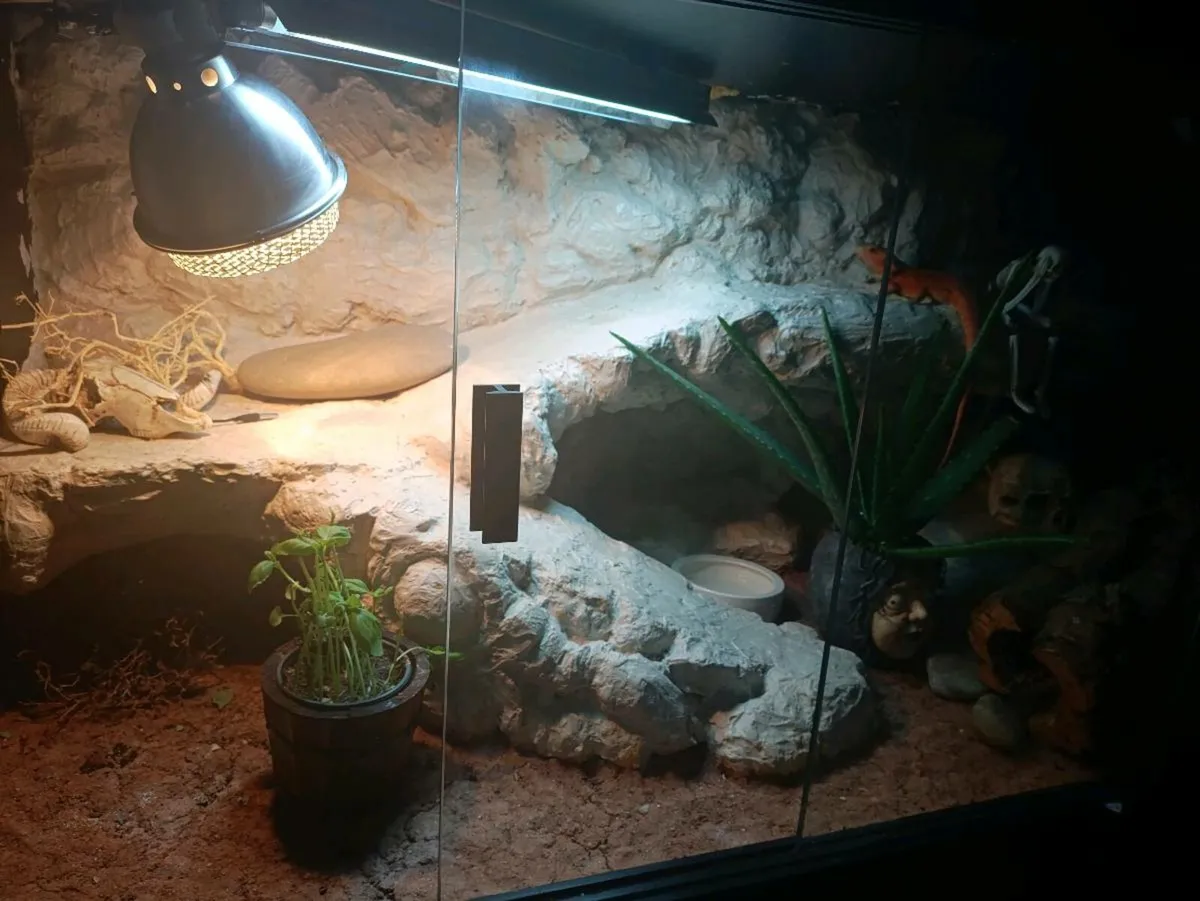 Bearded dragon with enclosure - Image 2