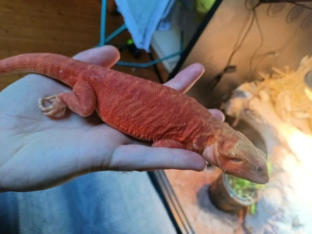 Bearded dragon with enclosure - Image 3