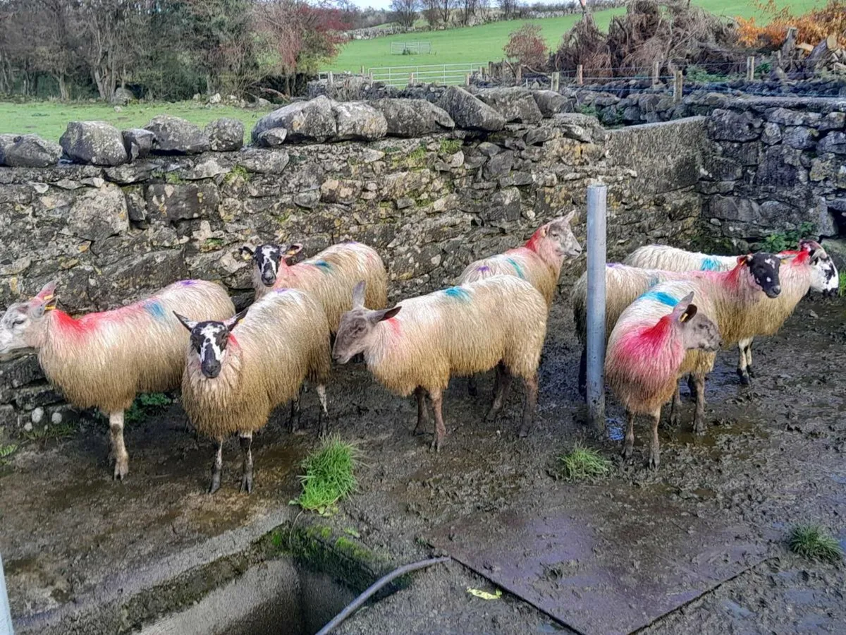 Mule ewe lambs - Image 1
