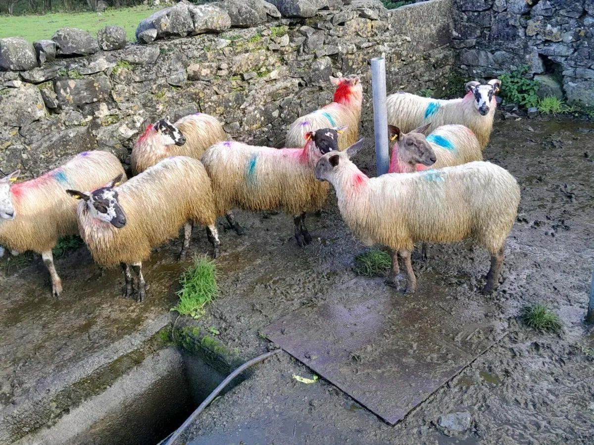 Mule ewe lambs - Image 3