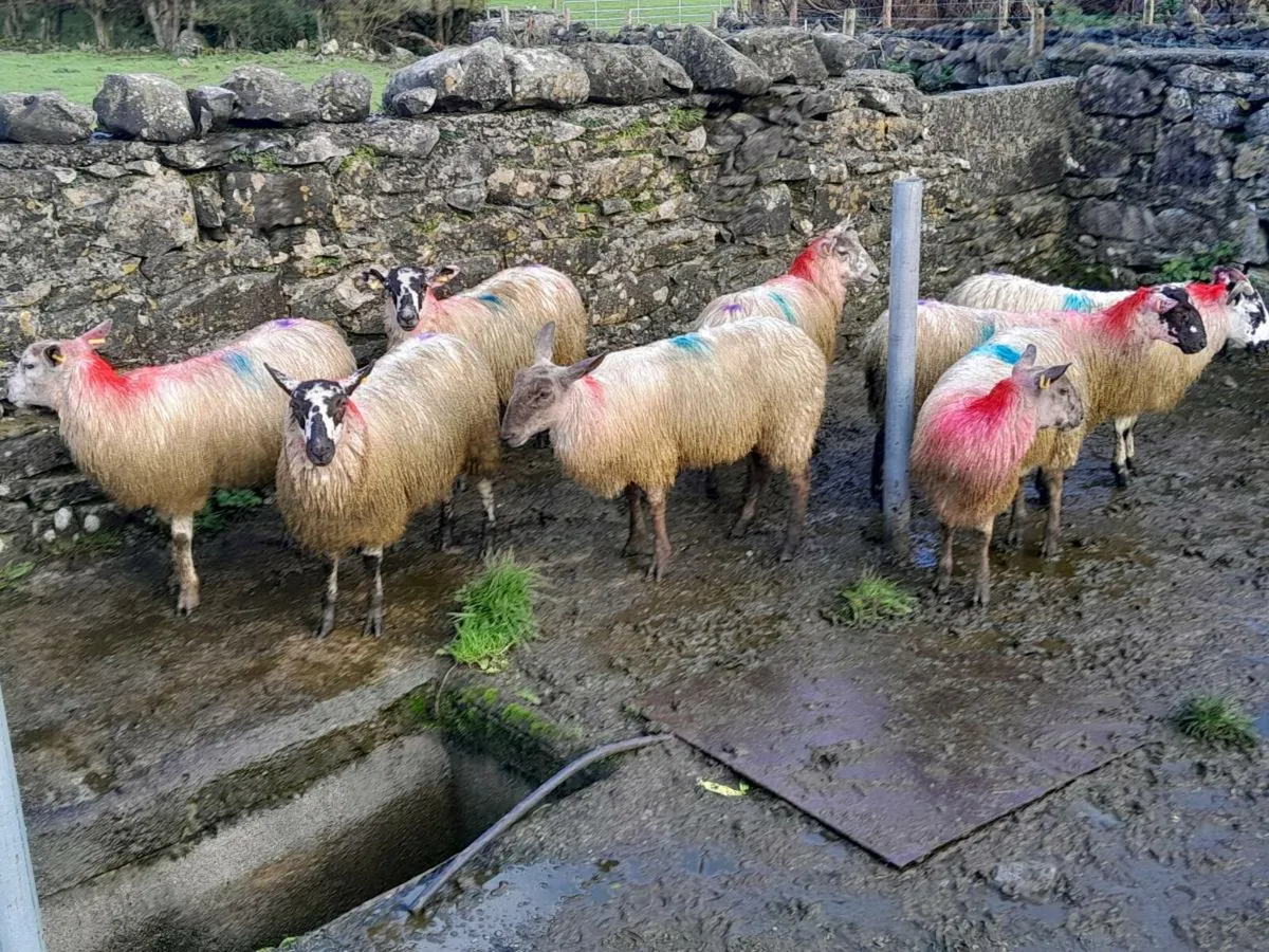 Mule ewe lambs - Image 4