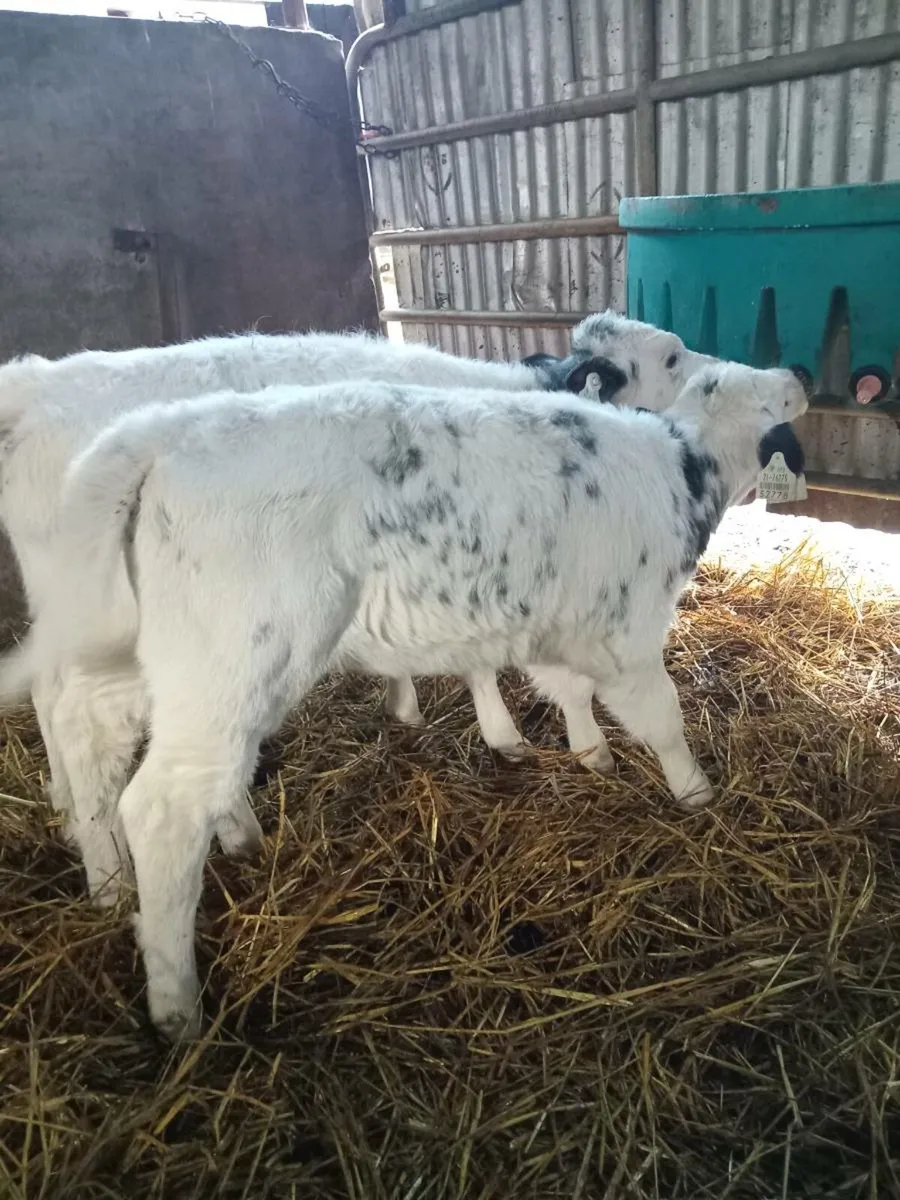 Two smashimg strong blue heifers - Image 1