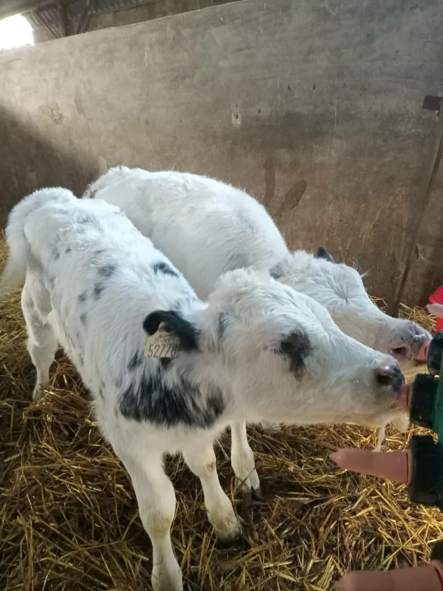 Two smashimg strong blue heifers - Image 2