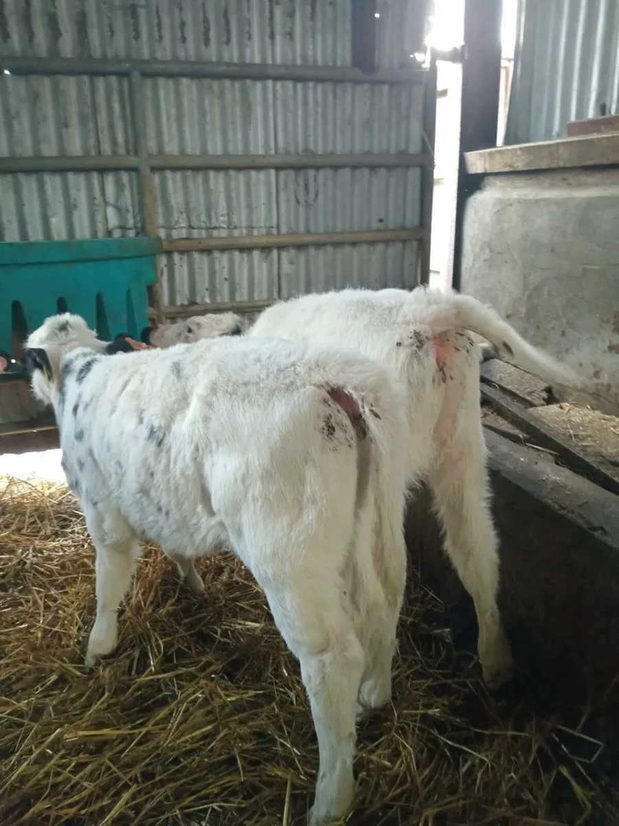 Two smashimg strong blue heifers - Image 3
