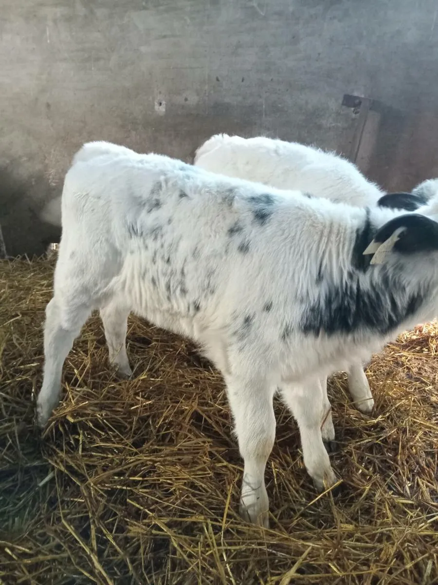 Two smashimg strong blue heifers - Image 4