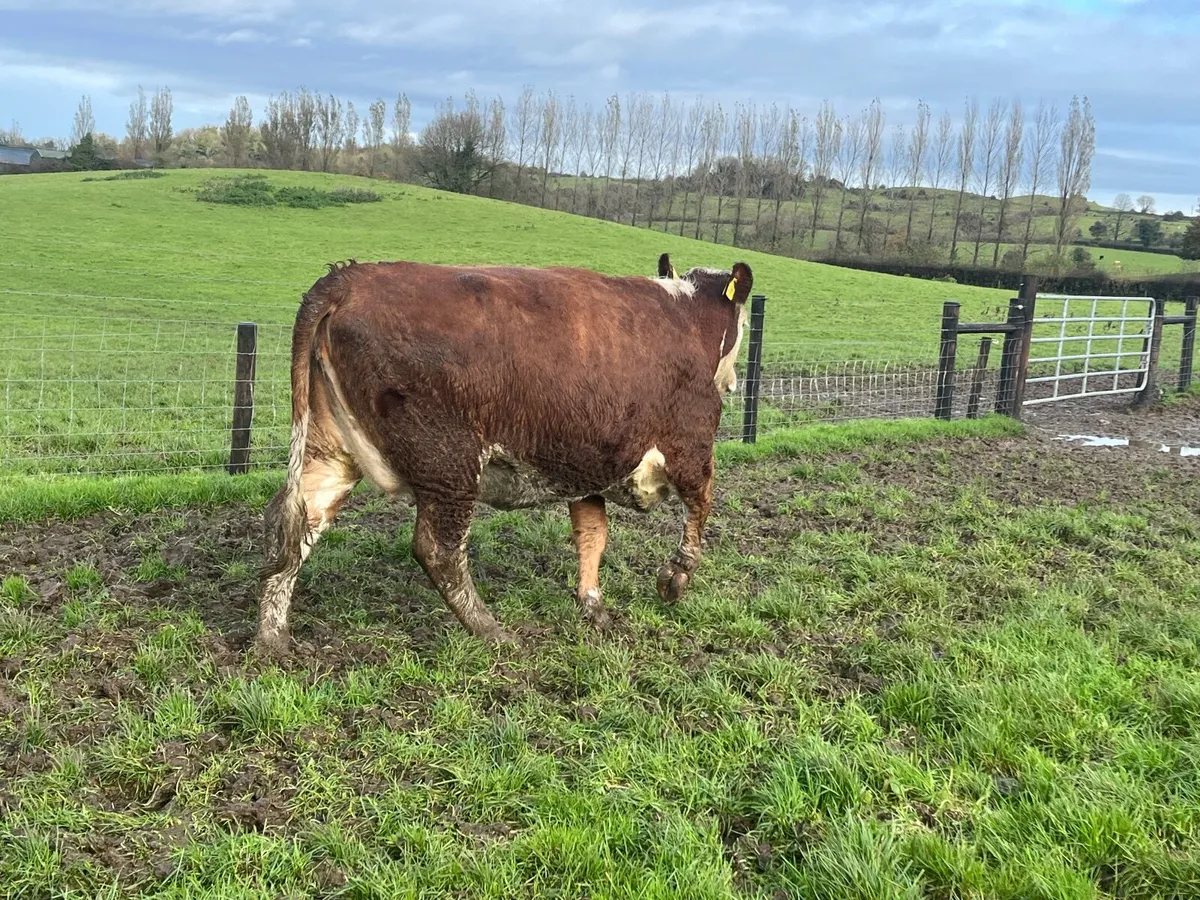 Springing hereford heifer on the point of calving - Image 4