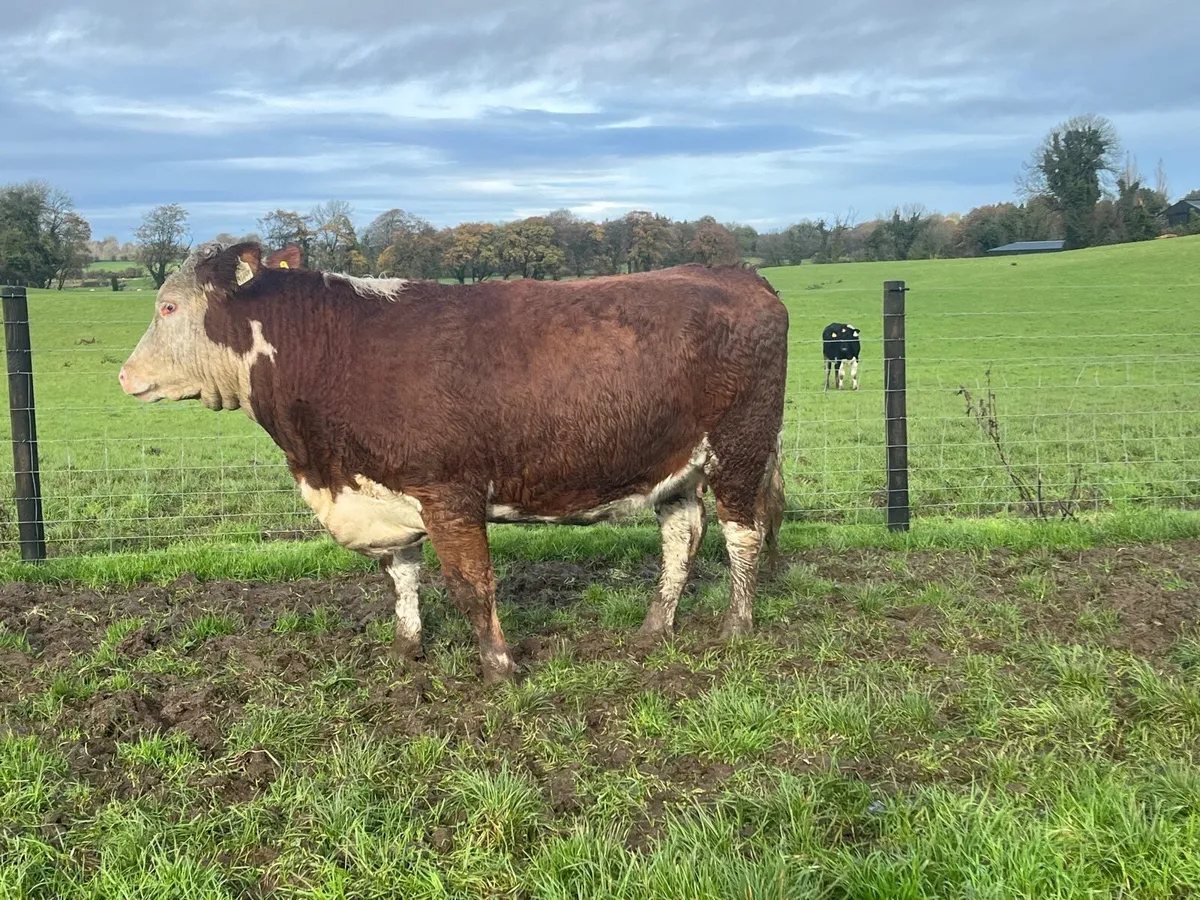 Springing hereford heifer on the point of calving - Image 1