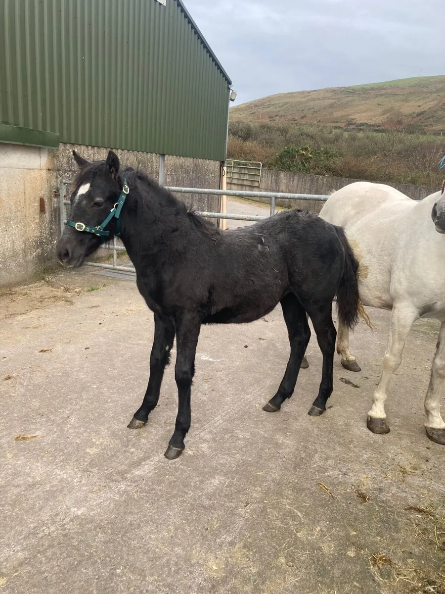 Connemara Filly - Image 1