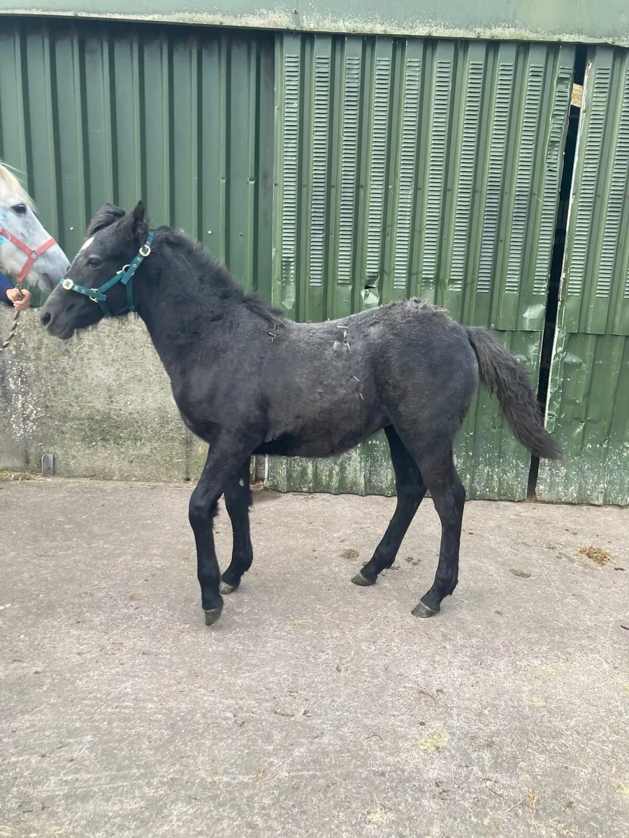 Connemara Filly - Image 2