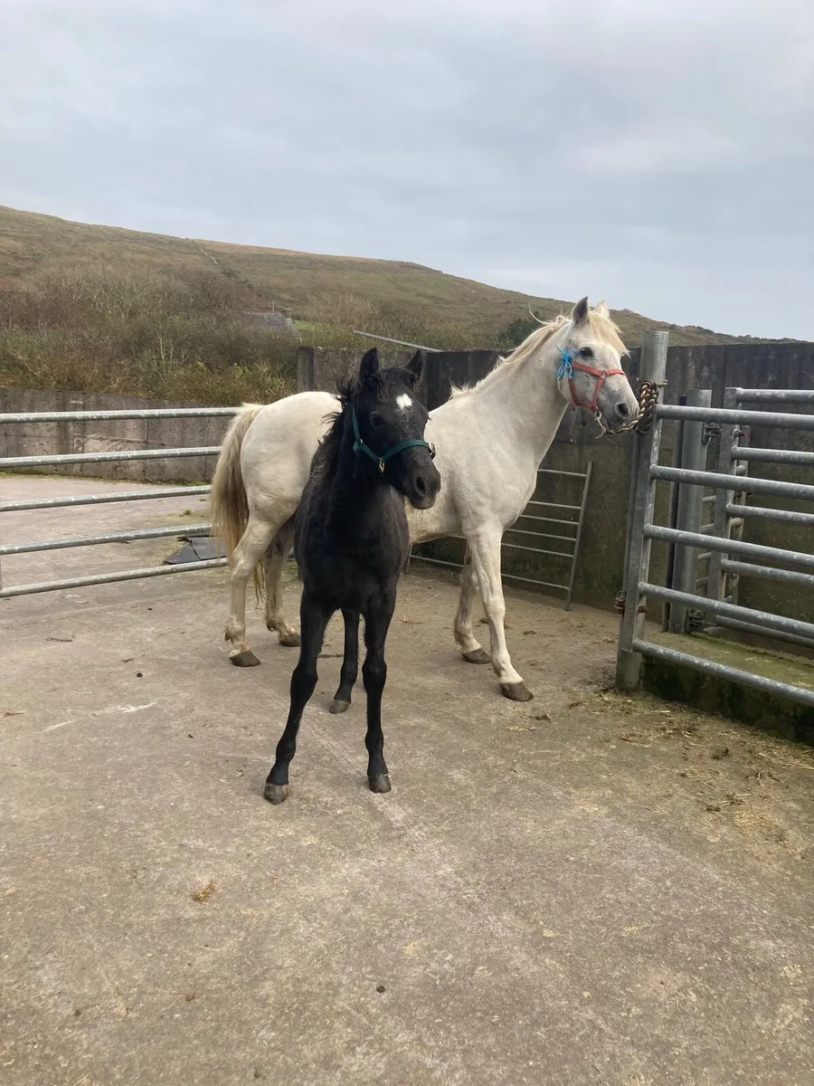 Connemara Filly - Image 3