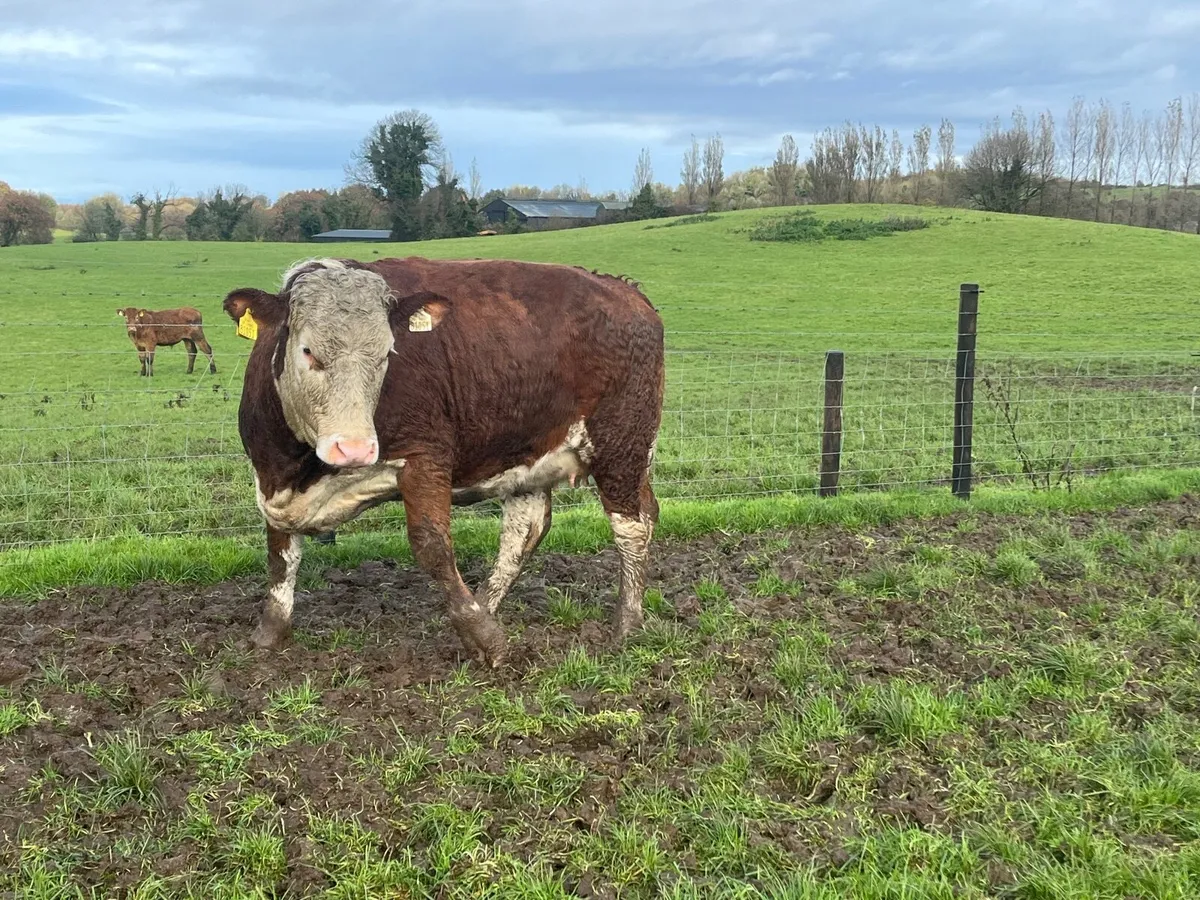 Springing hereford heifer on the point of calving - Image 2