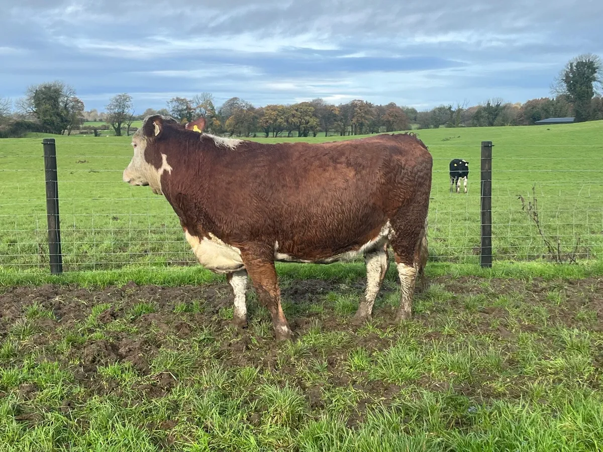 Springing hereford heifer on the point of calving - Image 3