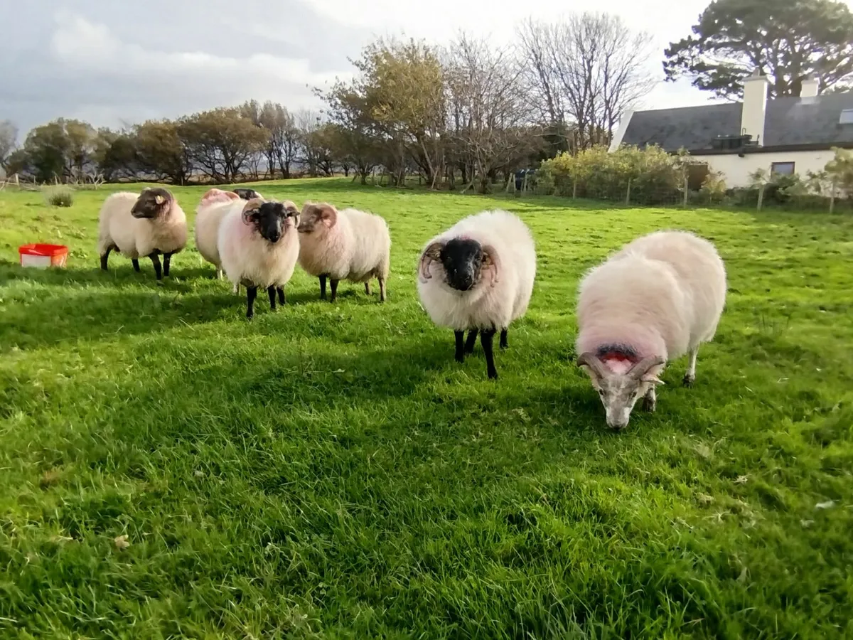 7 Crossbred Store Ram Lambs - Image 1