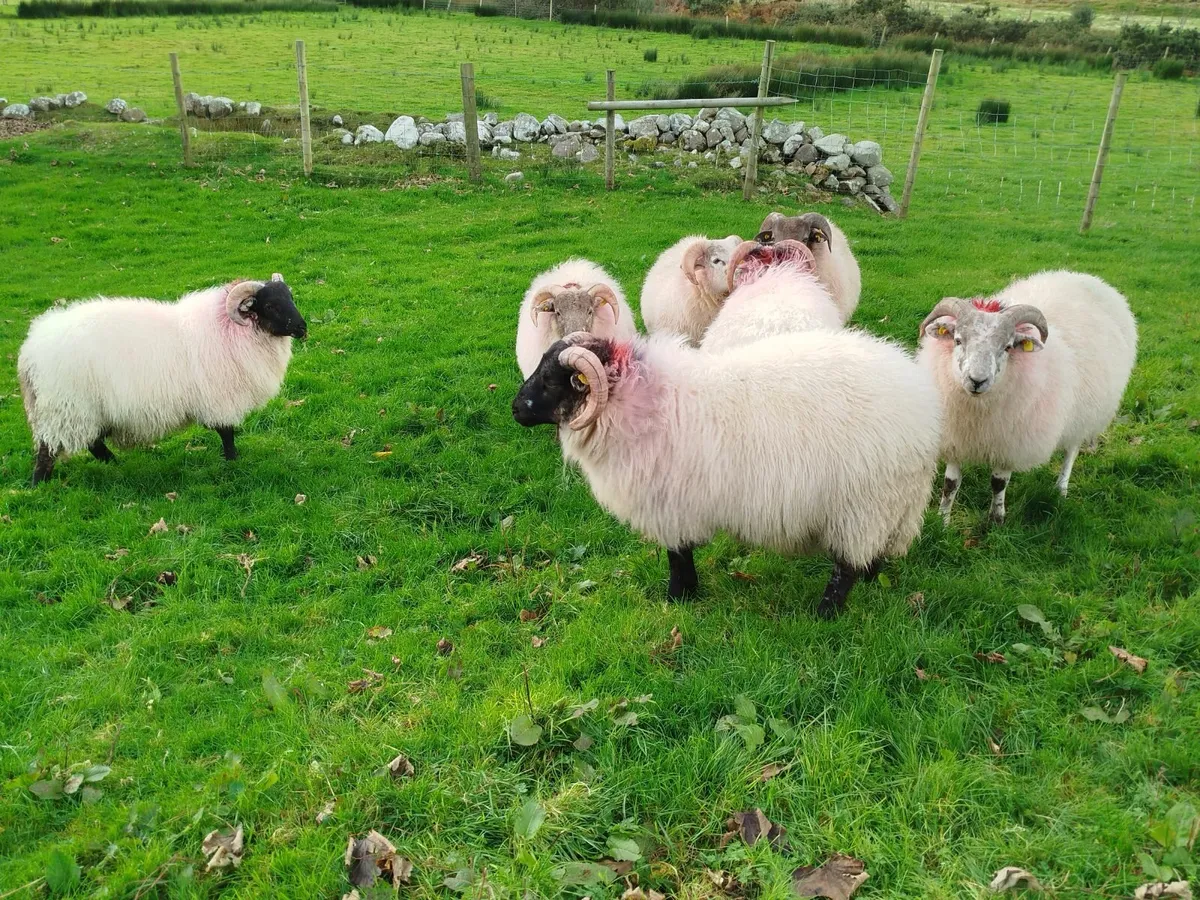 7 Crossbred Store Ram Lambs - Image 2