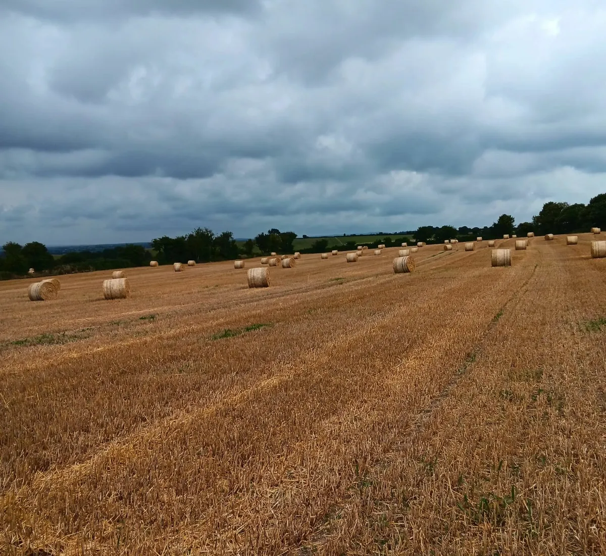 Golden barley and wheat straw