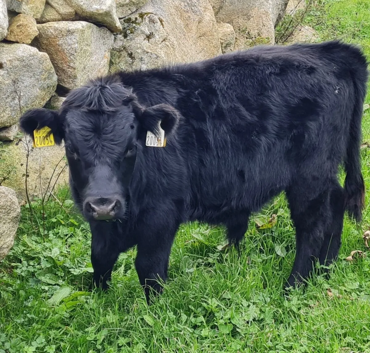 Dexter cattle - Image 1