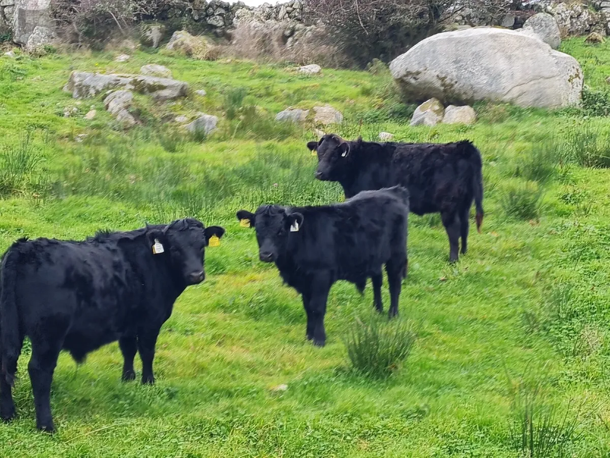 Dexter cattle - Image 2