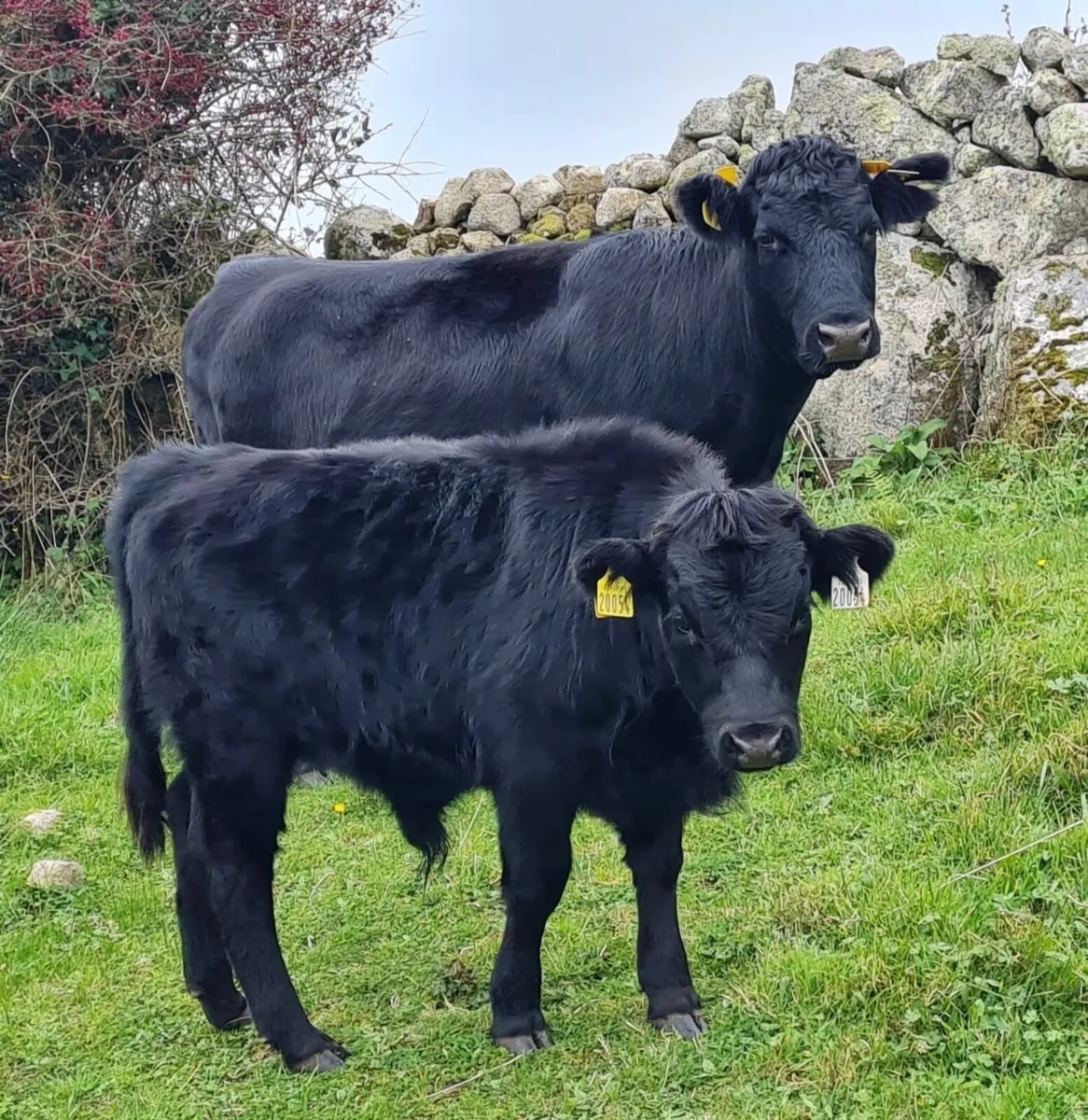 Dexter cattle - Image 3