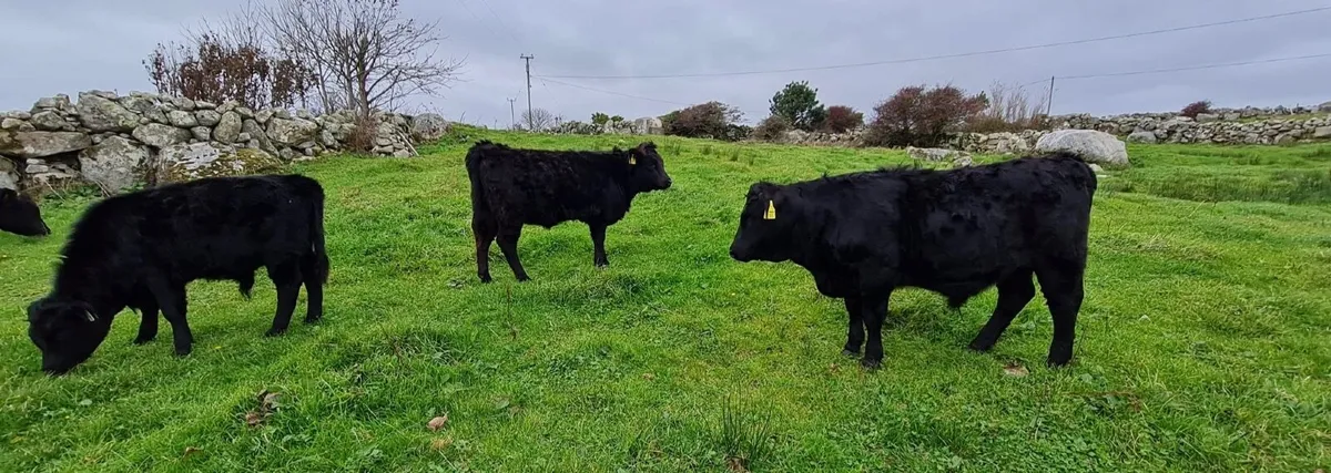 Dexter cattle - Image 4