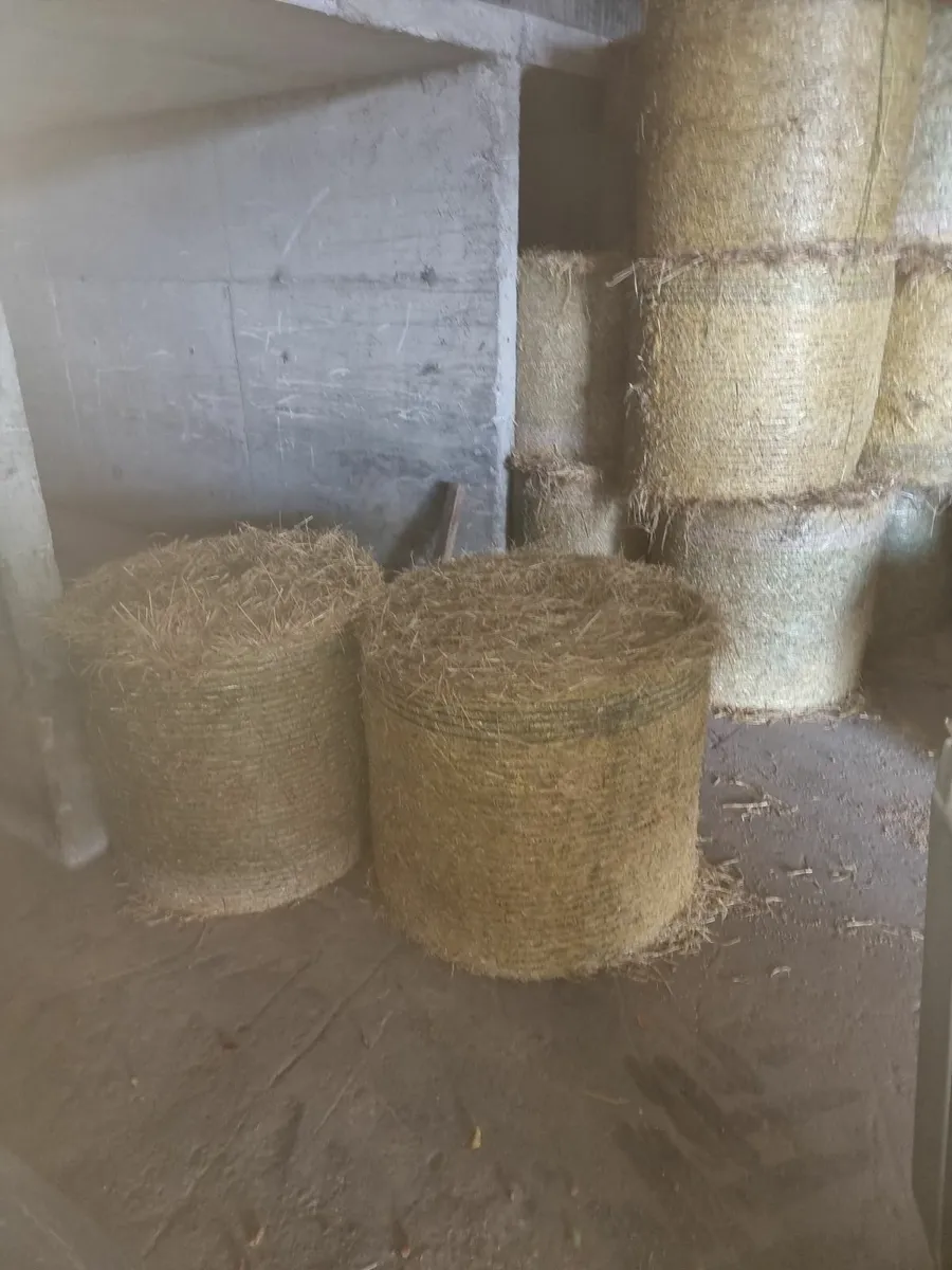 Golden Spring Barley straw