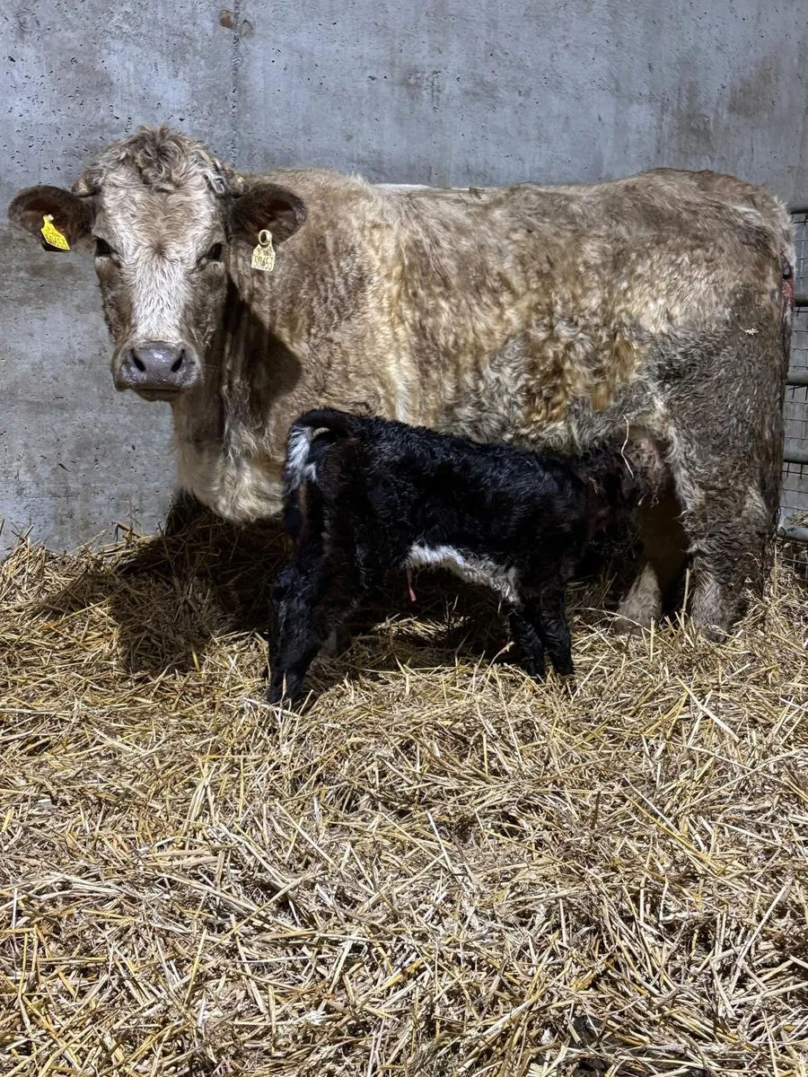 Roan Charolais Heifer with Roan Limousin Heifer Ca - Image 2