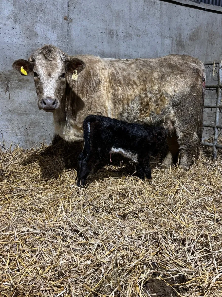 Roan Charolais Heifer with Roan Limousin Heifer Ca - Image 3