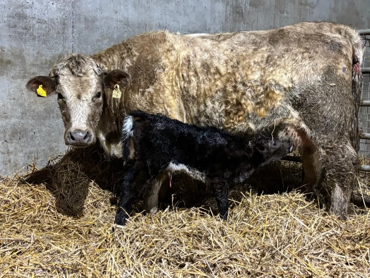 Roan Charolais Heifer with Roan Limousin Heifer Ca - Image 4