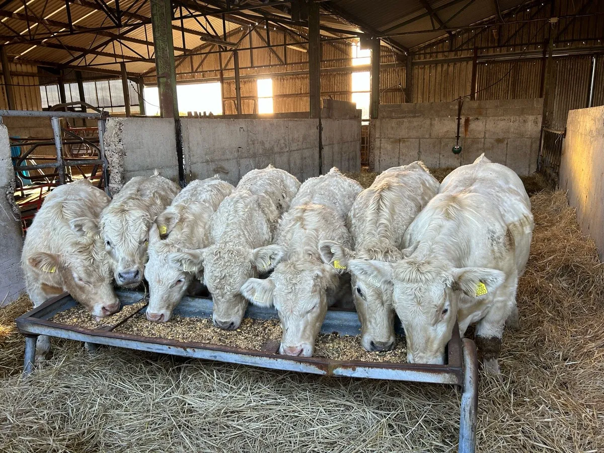 Super U grade Bull weanlings - Image 1