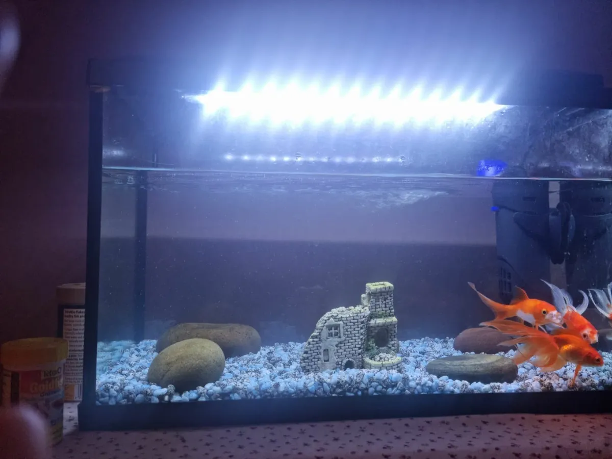 Fish Tank - Image 1