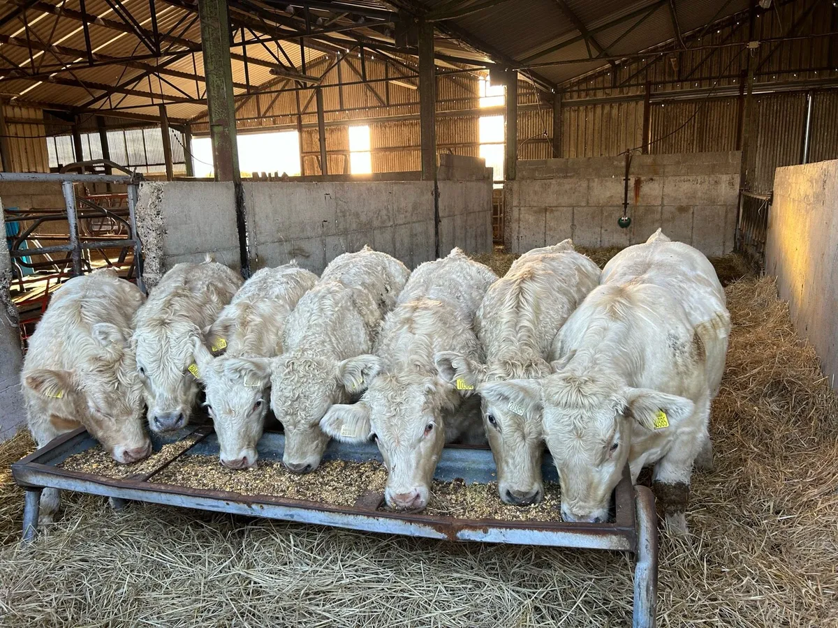 Super U grade Bull weanlings - Image 2