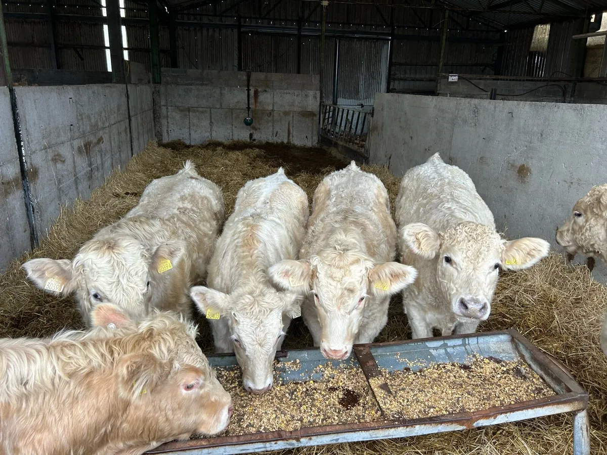 Super U grade Bull weanlings - Image 3